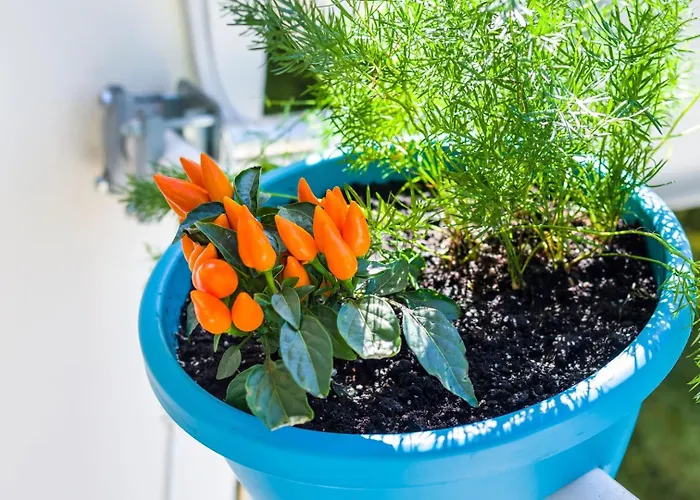 Ema 2br Apt. In Old Town Centre * زادار