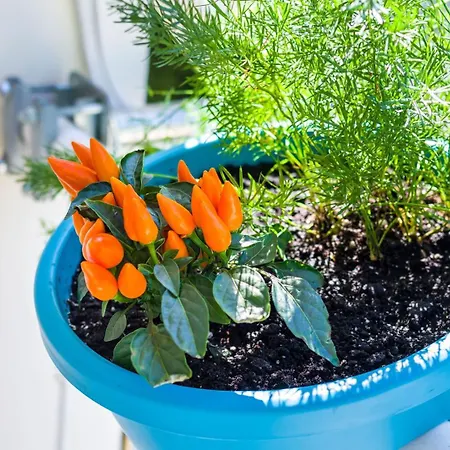 Ema 2br Apt. In Old Town Centre * Zadar